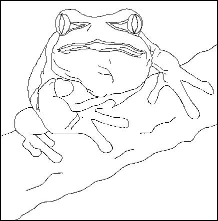 tree frog